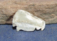 Hohokam Shell Bison Effigy Fetish