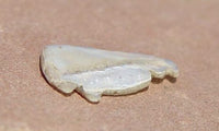 Hohokam Shell Bison Effigy Fetish
