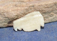 Hohokam Shell Bison Effigy Fetish