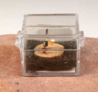 Hopi Kachina Micro Miniature Doll in Box By Mae-Hunch