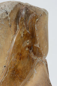 "Bowhead Whale" Bone Carving by Sam Dimmick