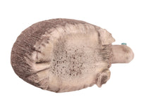 Vintage Zuni Pueblo Turtle Fetish