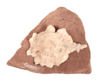 Zuni Pueblo Turtle Fetish By Max Laate
