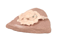 Zuni Pueblo Turtle Fetish By Max Laate