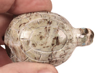 Zuni Pueblo Turtle Fetish
