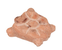 Zuni Pueblo Carved Turtle Fetish