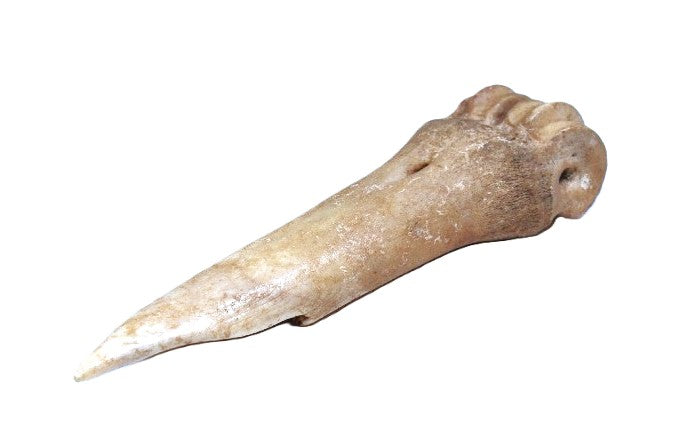 Ancient Fine Metapodal Bone Awl