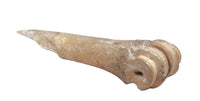 Ancient Fine Metapodal Bone Awl