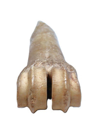 Ancient Fine Metapodal Bone Awl