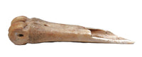 Ancient Fine Metapodal Bone Awl
