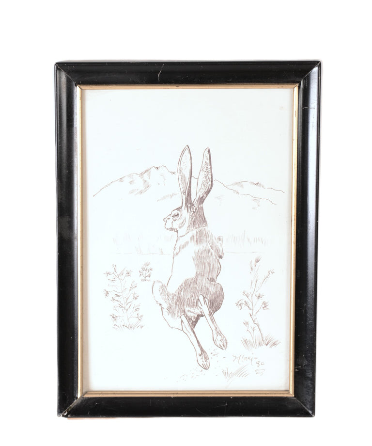 Fine Art Rabbit Ink Drawing By Mason Hario