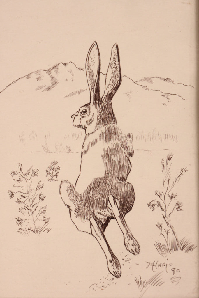 Fine Art Rabbit Ink Drawing By Mason Hario