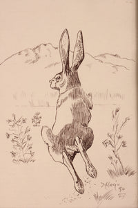 Fine Art Rabbit Ink Drawing By Mason Hario