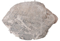 Large Sioux Turtle Steatite Fetish By Sheldon P Wolfchild