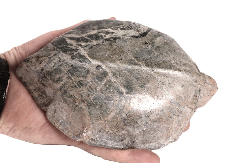 Large Sioux Turtle Steatite Fetish By Sheldon P Wolfchild