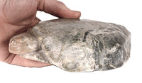 Large Sioux Turtle Steatite Fetish By Sheldon P Wolfchild