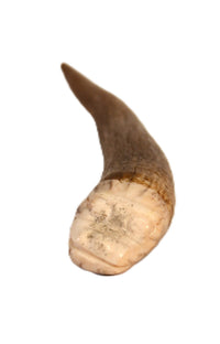 Vintage Zuni Antler Fetish -  Avanyu Water Serpent