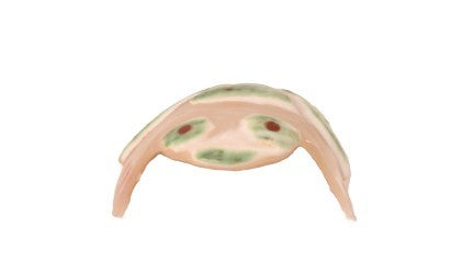 Zuni Pueblo Frog Shell Fetish
