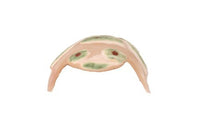 Zuni Pueblo Frog Shell Fetish