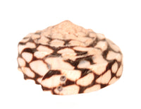 Zuni Pueblo Snake Fetish