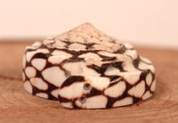 Zuni Pueblo Snake Fetish