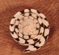 Zuni Pueblo Snake Fetish