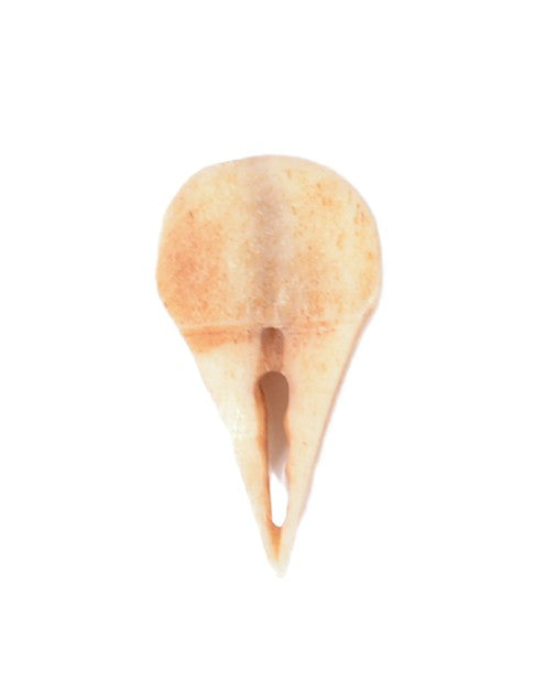 Inuit Bone Walrus Amulet