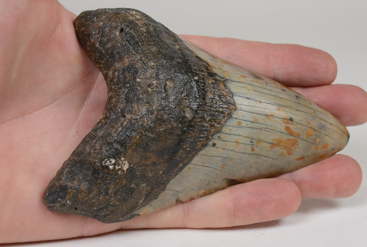 Megalodon Shark Tooth; Rare