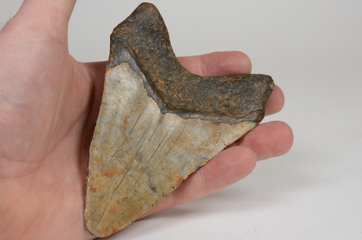 Megalodon Shark Tooth; Rare