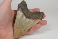 Megalodon Shark Tooth; Rare