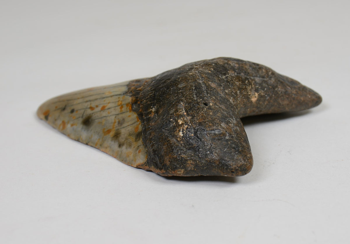 Megalodon Shark Tooth; Rare
