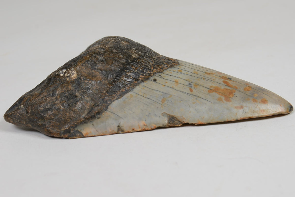 Megalodon Shark Tooth; Rare
