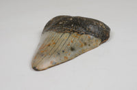Megalodon Shark Tooth; Rare