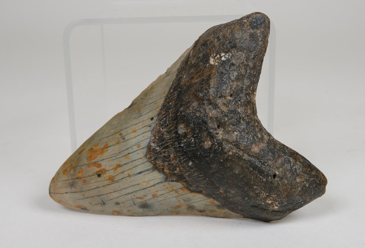 Megalodon Shark Tooth; Rare