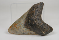Megalodon Shark Tooth; Rare