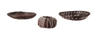 Pima Miniature Black Horsehair Tray Baskets Set of 3
