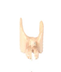 Zuni Pueblo Eagle Fetish