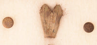 Oklahoma Dragoon Insignia Plume Holder