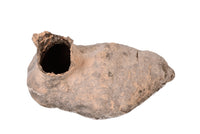 Gila Woodpecker Nest