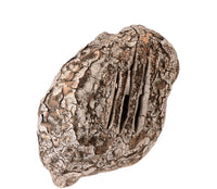 Gila Woodpecker Nest