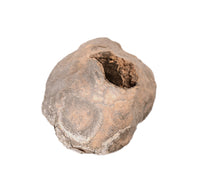 Gila Woodpecker Nest