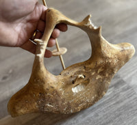 Inuit Bone Mask By Bobby Nashookpuk
