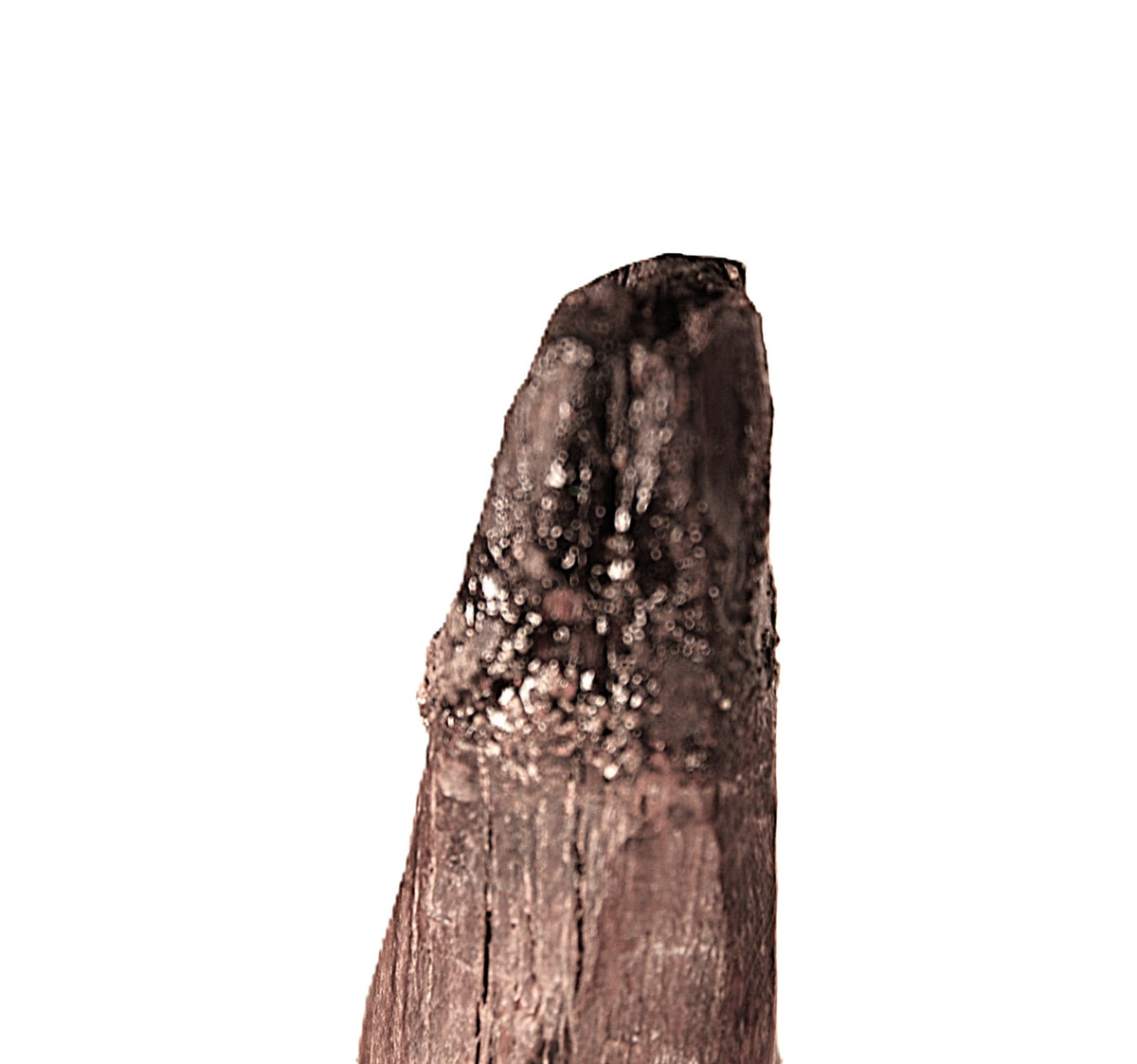 Inca Wooden Spindle Stick