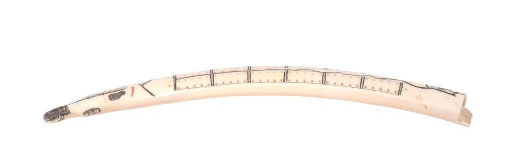Scrimshaw Walrus Ivory Cribbage Board