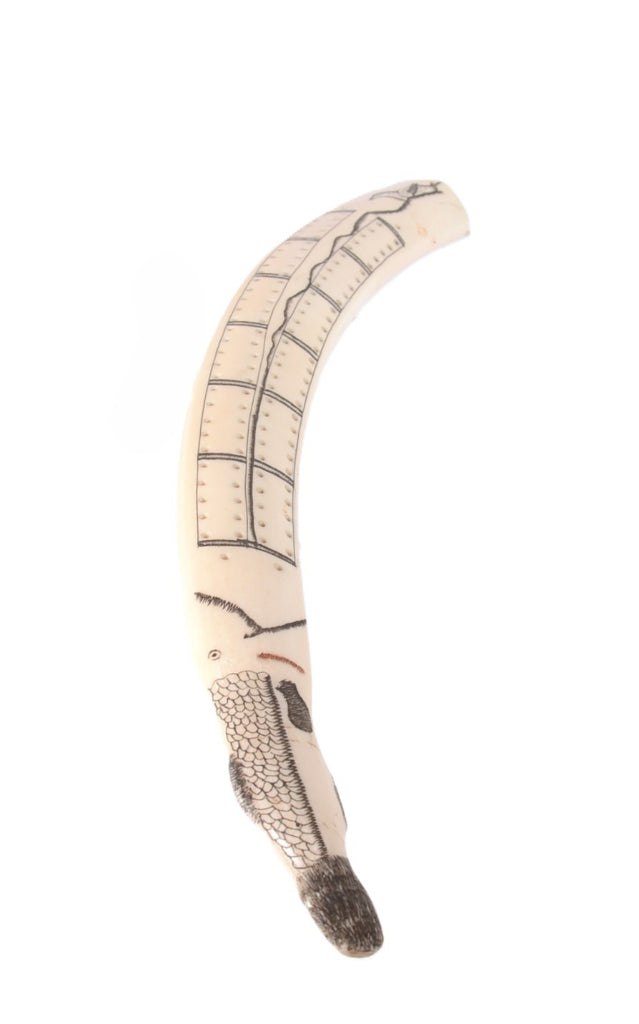 Scrimshaw Walrus Ivory Cribbage Board
