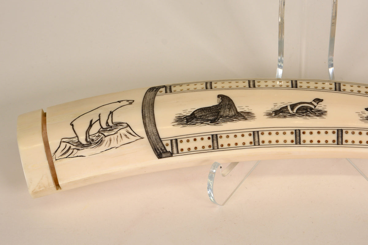Eskimo Walrus Ivory Cribbage Board with Scrimshaw