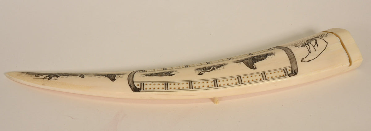 Eskimo Walrus Ivory Cribbage Board with Scrimshaw