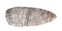 Southeastern Banded Luace Blade