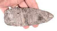 Southeastern Banded Luace Blade