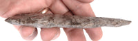 Southeastern Banded Luace Blade
